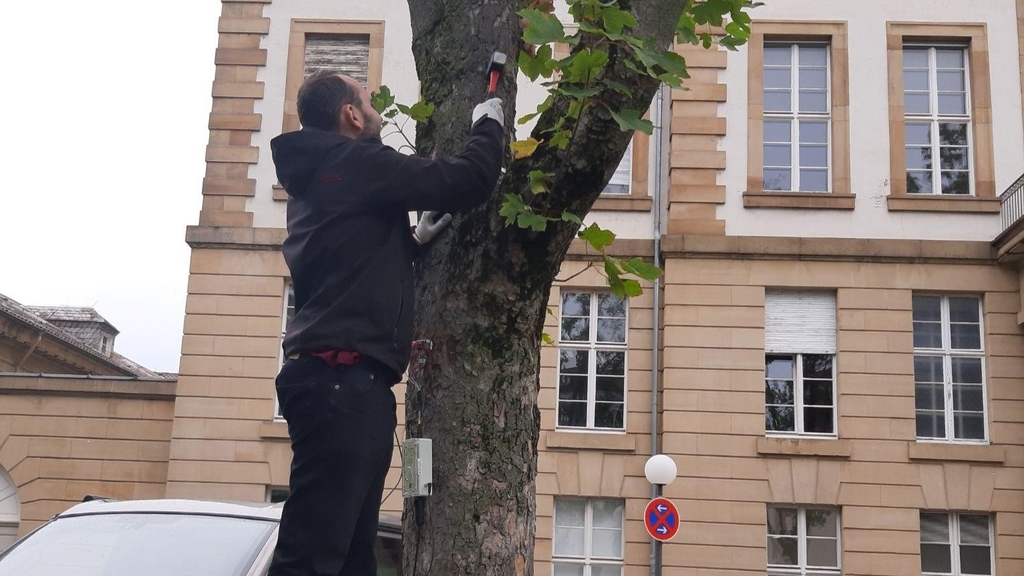 Anbringung der Messgeräte am Baum