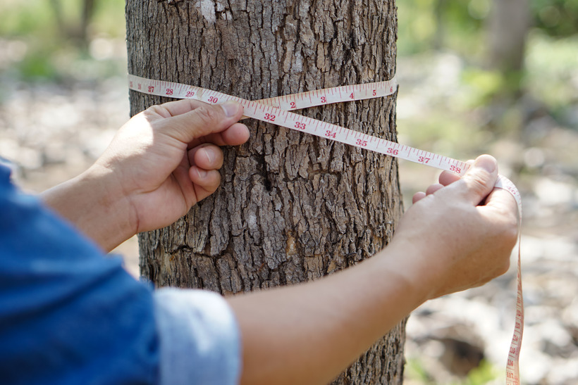 Messung Baumstamm Umfang