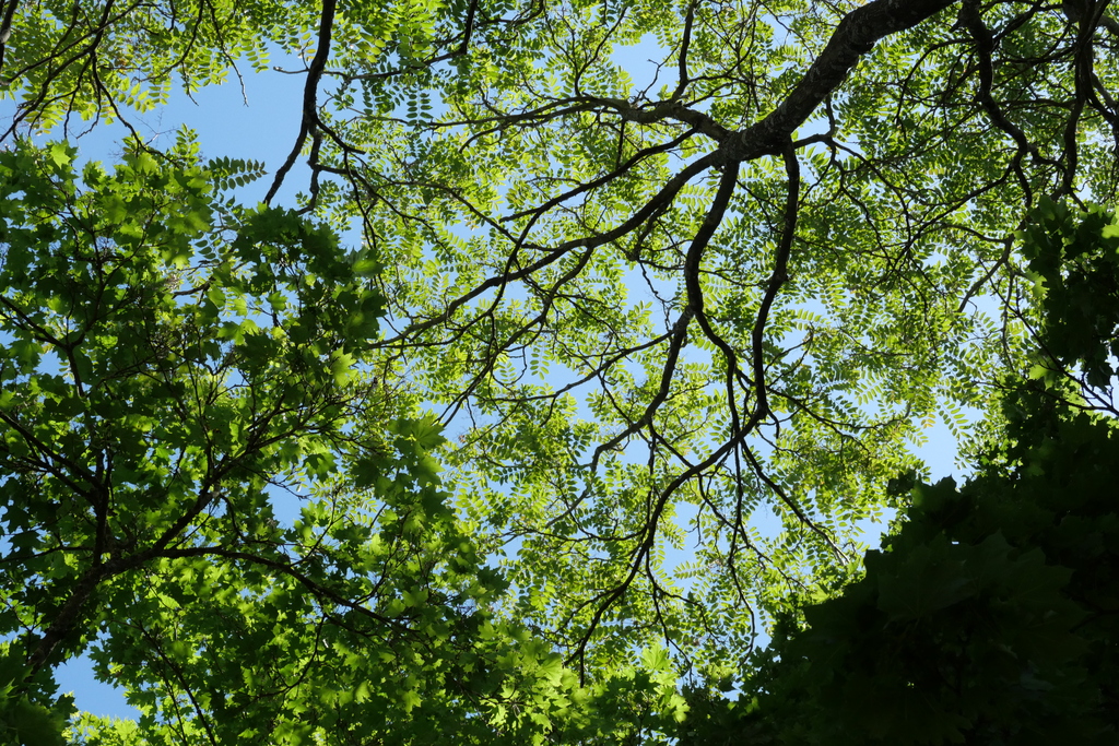 Blauer Himmel durch Baumkronen