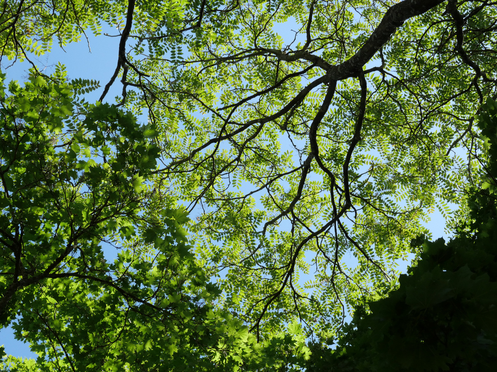 Blauer Himmel durch Baumkronen