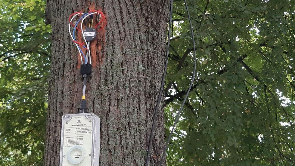 Saftflusssensor am Baum installiert